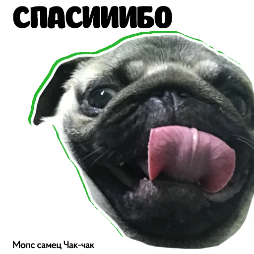 😊 Стикер «Pug Chak-chak (мопс самец Чак-чак)» для Telegram