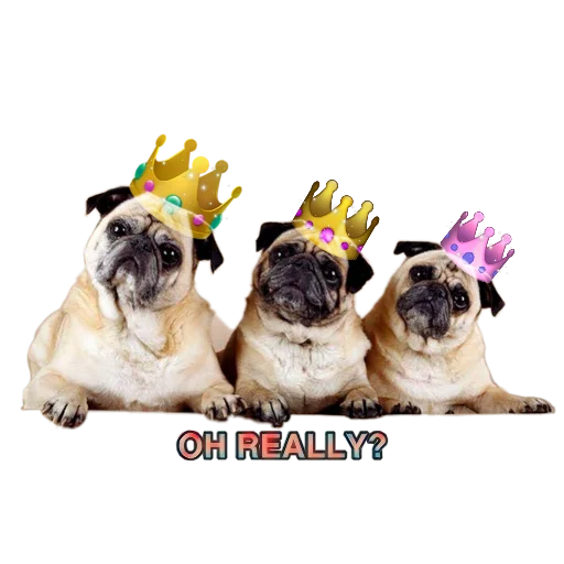 🙄 Стикер «PUG» для Telegram