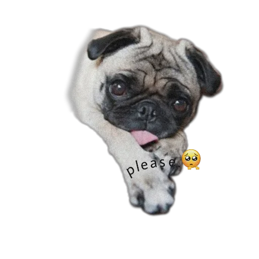 🙏 Стикер «PUG» для Telegram