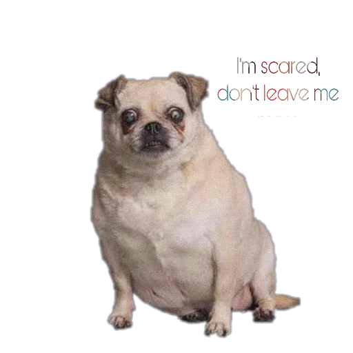 😳 Стикер «PUG» для Telegram