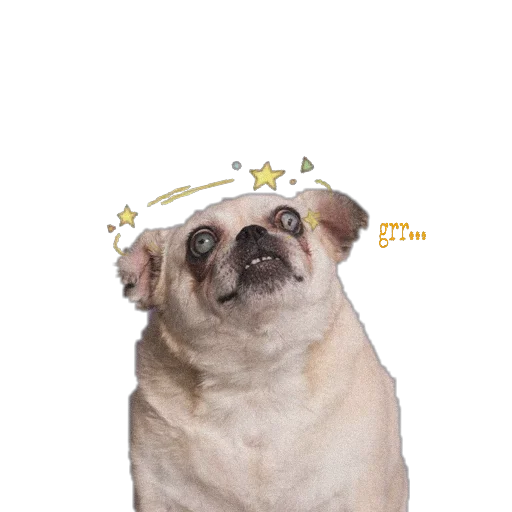 😠 Стикер «PUG» для Telegram