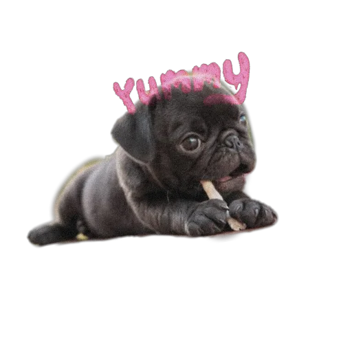 😋 Стикер «PUG» для Telegram