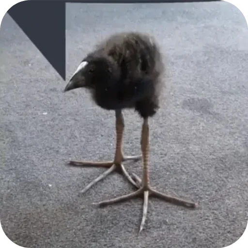 🐦 Стикер «Пукеко» для Telegram