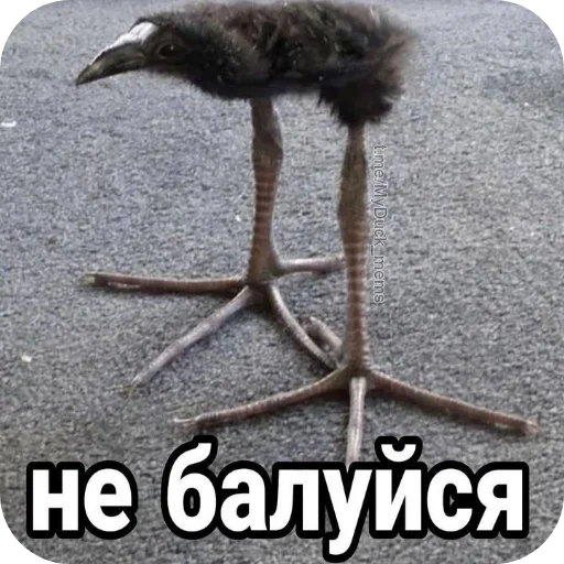 🐦 Стикер «Пукеко» для Telegram