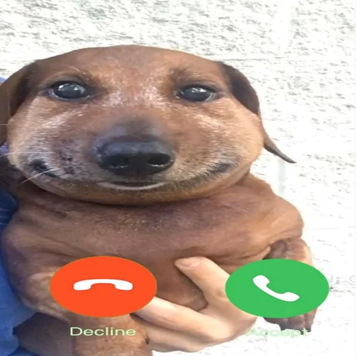 📞 Стикер «pukikaki» для Telegram