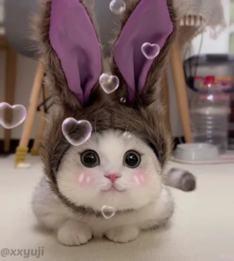 Стикерпак Puppy and Kitty Vol.1 для Telegram