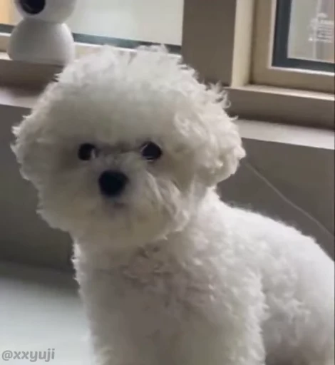 🐶 Стикер «Puppy and Kitty Vol.1» для Telegram