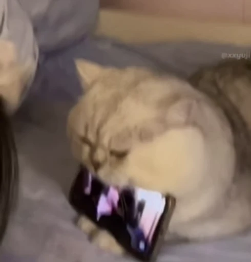 🐾 Стикер «Puppy and Kitty Vol.1» для Telegram