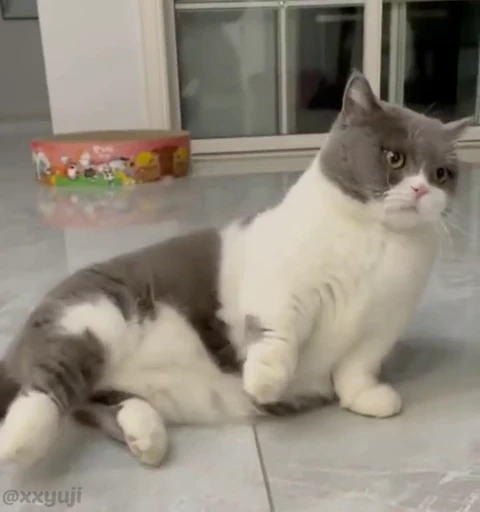 🐾 Стикер «Puppy and Kitty Vol.1» для Telegram