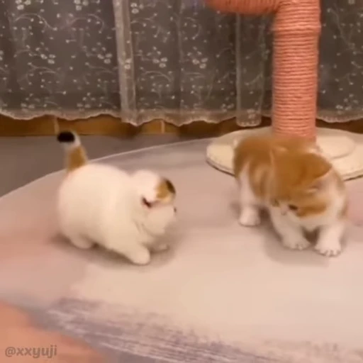 🐾 Стикер «Puppy and Kitty Vol.1» для Telegram
