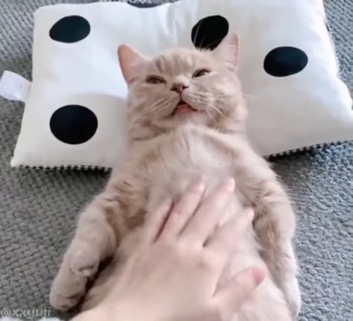 🐾 Стикер «Puppy and Kitty Vol.1» для Telegram