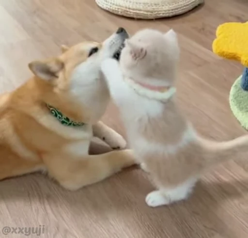 🐾 Стикер «Puppy and Kitty Vol.1» для Telegram