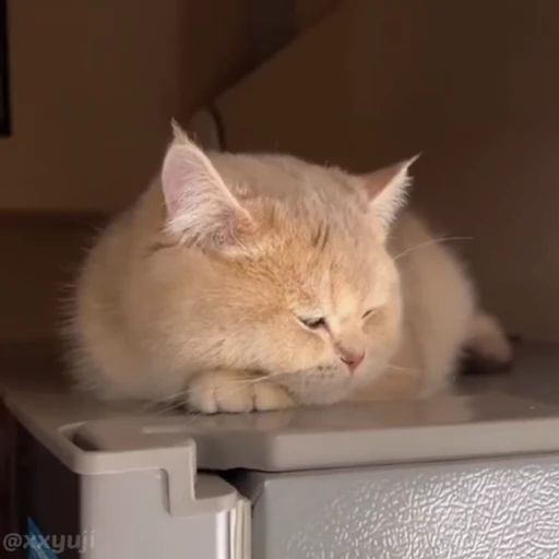 🐾 Стикер «Puppy and Kitty Vol.1» для Telegram