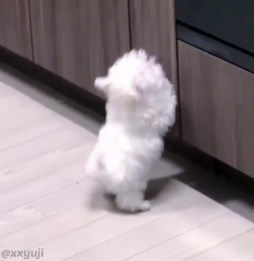 🐶 Стикер «Puppy and Kitty Vol.1» для Telegram