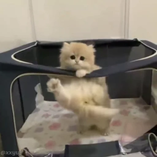 🐾 Стикер «Puppy and Kitty Vol.1» для Telegram