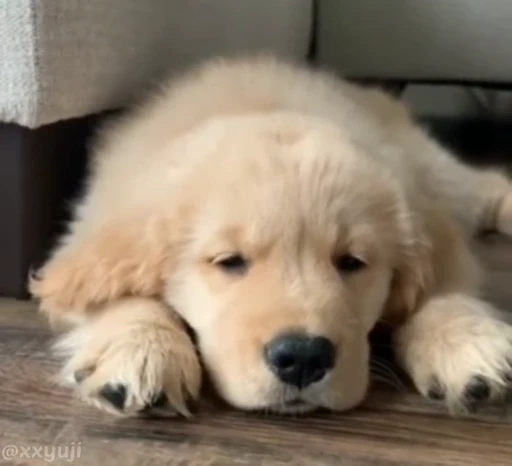 🐶 Стикер «Puppy and Kitty Vol.1» для Telegram