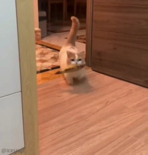 🐾 Стикер «Puppy and Kitty Vol.1» для Telegram