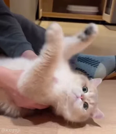 🐾 Стикер «Puppy and Kitty Vol.1» для Telegram