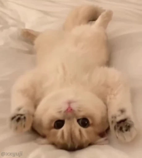 🐾 Стикер «Puppy and Kitty Vol.1» для Telegram