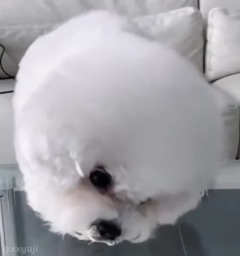 🐶 Стикер «Puppy and Kitty Vol.1» для Telegram
