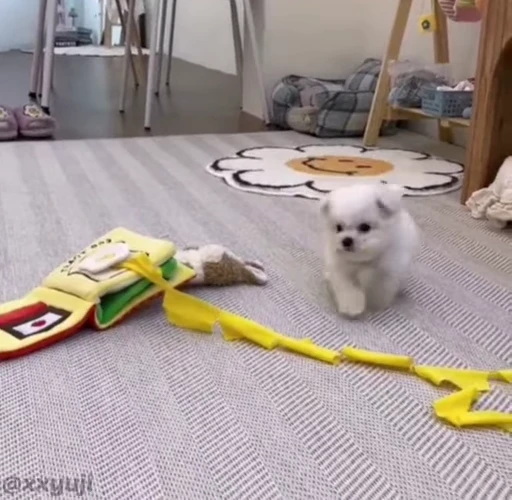 🐶 Стикер «Puppy and Kitty Vol.1» для Telegram