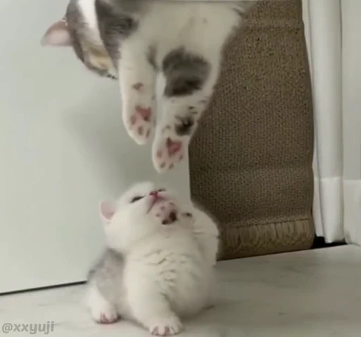 🐾 Стикер «Puppy and Kitty Vol.1» для Telegram