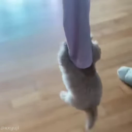 🐶 Стикер «Puppy and Kitty Vol.1» для Telegram
