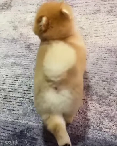 🐶 Стикер «Puppy and Kitty Vol.1» для Telegram