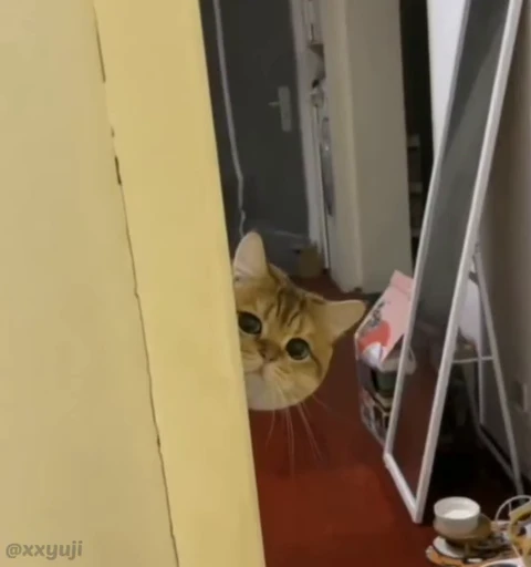 🐾 Стикер «Puppy and Kitty Vol.1» для Telegram