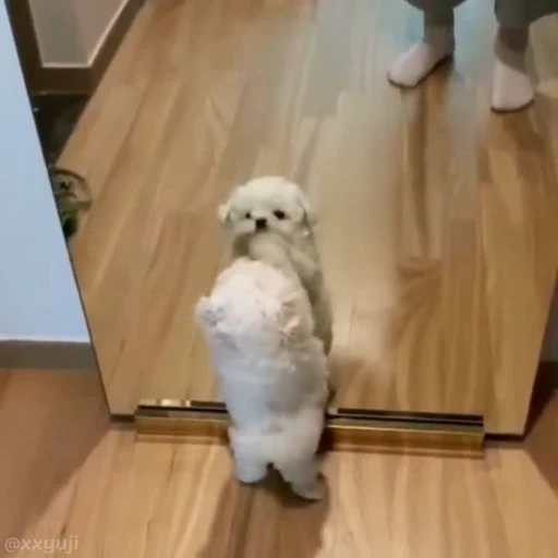 🐶 Стикер «Puppy and Kitty Vol.1» для Telegram