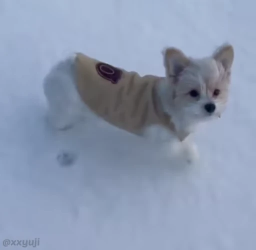 🐶 Стикер «Puppy and Kitty Vol.1» для Telegram