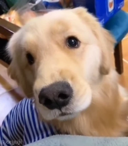 🐶 Стикер «Puppy and Kitty Vol.1» для Telegram
