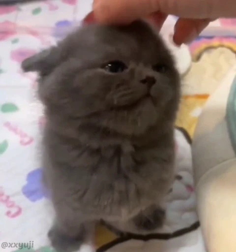 🐾 Стикер «Puppy and Kitty Vol.1» для Telegram