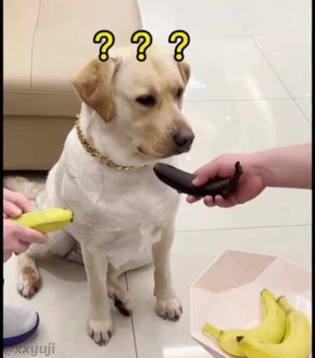 🐶 Стикер «Puppy and Kitty Vol.1» для Telegram