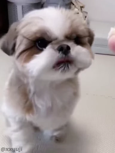 🐶 Стикер «Puppy and Kitty Vol.1» для Telegram