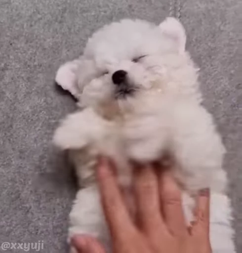 🐶 Стикер «Puppy and Kitty Vol.1» для Telegram