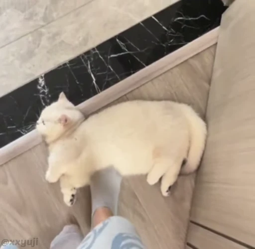 🐾 Стикер «Puppy and Kitty Vol.1» для Telegram