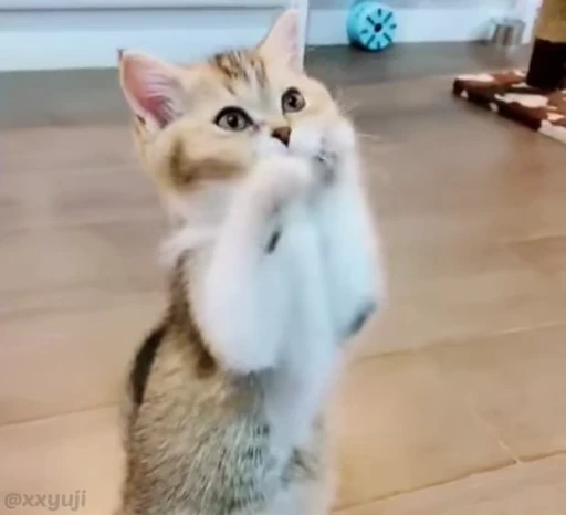 🐾 Стикер «Puppy and Kitty Vol.1» для Telegram