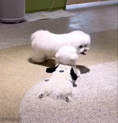🐶 Стикер «Puppy and Kitty Vol.1» для Telegram