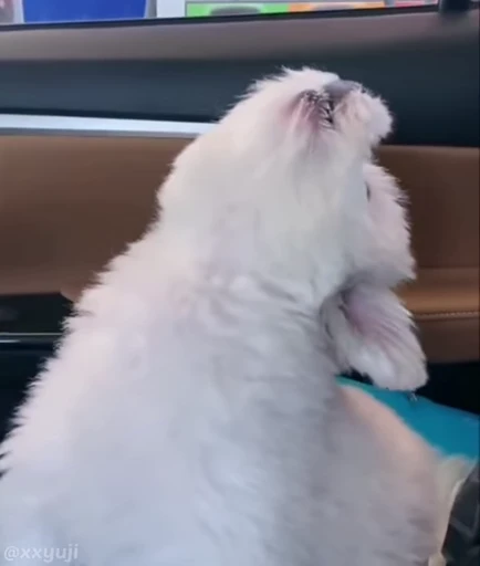 🐶 Стикер «Puppy and Kitty Vol.1» для Telegram