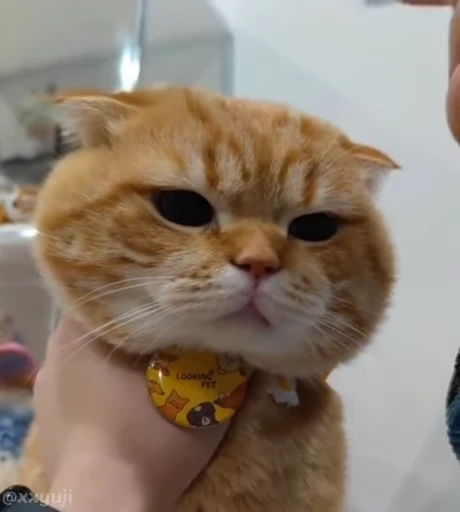 🐾 Стикер «Puppy and Kitty Vol.1» для Telegram