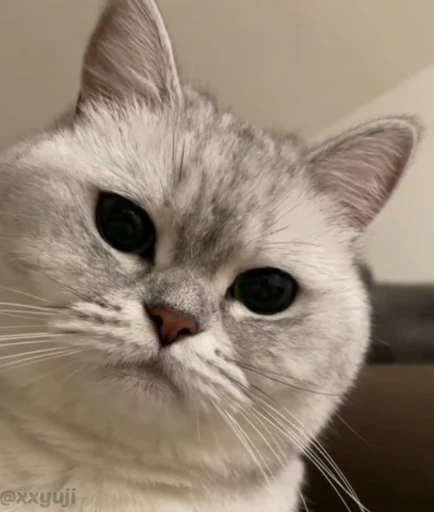 🐾 Стикер «Puppy and Kitty Vol.1» для Telegram