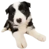 🐶 Эмодзи «puppycore» для Telegram