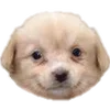 🐶 Эмодзи «puppycore» для Telegram