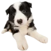 🐶 Эмодзи «Puppycore ꒰ ₊˚ ⊹» для Telegram
