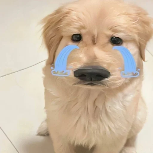 🐶 Стикер «puppy dogs» для Telegram