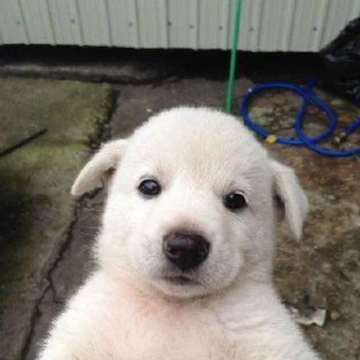 🐶 Стикер «puppy dogs» для Telegram