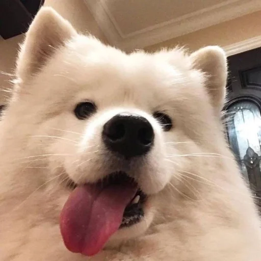 🐶 Стикер «puppy dogs» для Telegram