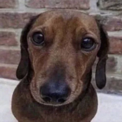 🐶 Стикер «puppy dogs» для Telegram