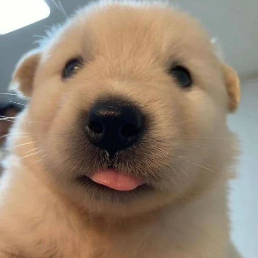 🐶 Стикер «puppy dogs» для Telegram